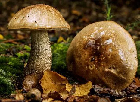 Temporada de setas - Essential Diet